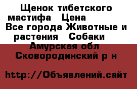 Щенок тибетского мастифа › Цена ­ 60 000 - Все города Животные и растения » Собаки   . Амурская обл.,Сковородинский р-н